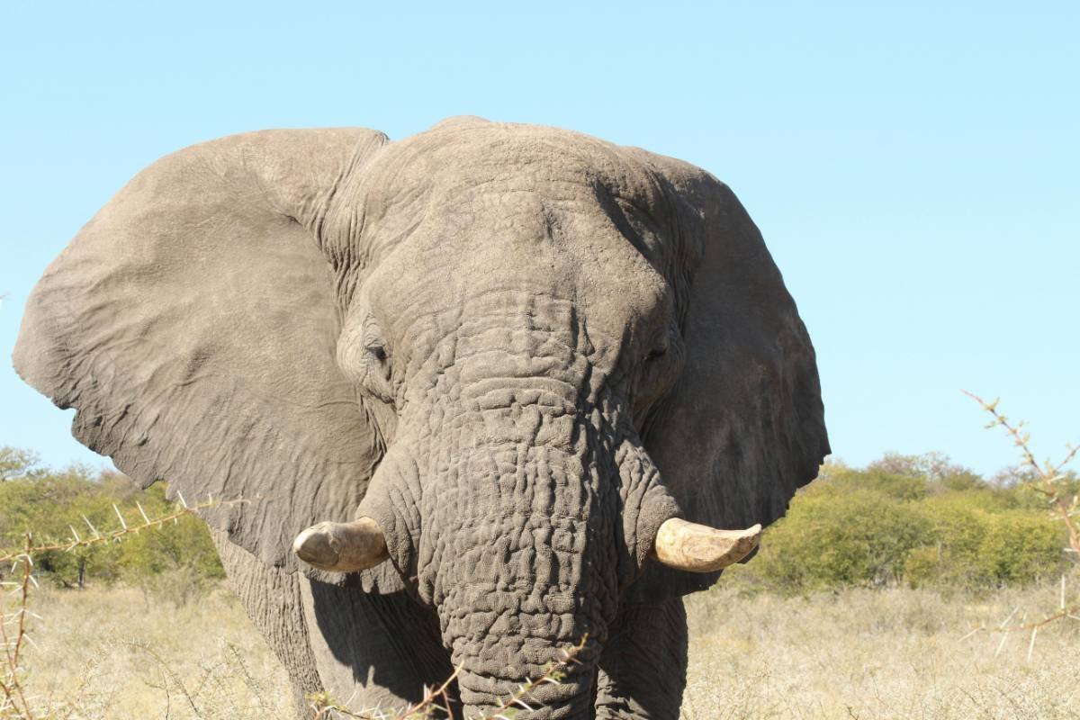 Discovering Africa: Top Safari Destinations for Wildlife Viewing